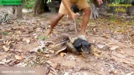 نجات وحشتناک سگ زخمی دست مار پیتون توسط انسان