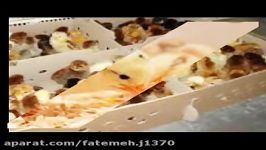 فروش جوجه 1روزه گلپایگانی