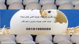 قیمت خرید جوجه یکروزه فروش مرغ