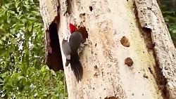 حمله باورنکردنی پرنده به مار بزرگ بر روی درخت  مار در مقابل پرنده  مار پیتون