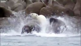 حمله خرس قطبی به فُک ها