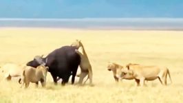 مبارزه مرگبار دیدنی حیوانات وحشیحمله ناگهانی شیرها به گله بوفالو