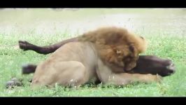 حمله شیر شجاع به گله بوفالوها  قدرت سلطان جنگل