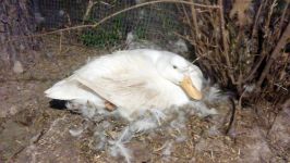 اردک ناز خوابیده عشق روی تخم پای درخت انار