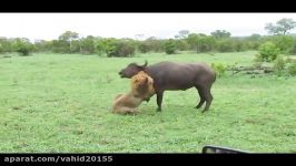 شکار بوفالو توسط شیر قدرتمند در حیات وحش