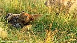 شکار خوردن کفتار توسط شیرها در حیات وحش