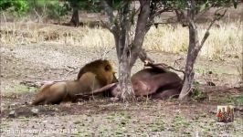 هنرنمایی سلطان جنگل شیر در شکار حیوانات