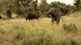بوفالو بچه اش را حمله فیل عظیم الجثه نجات می دهد نبرد واقعا جذاب است