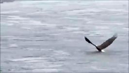 نزاع حمله باورنکردنی پرندگان شکاری عقاب در مقابل مار