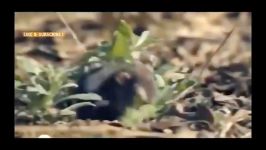 حمله وحشتناک مار آبی  سنجاب در مقابل پرنده  شکارچی در مقابل مار