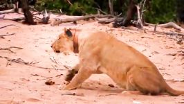 حمله شگفت انگیز شیرها به زرافه  واقعی مبارزه  حملات حیوانات وحشی