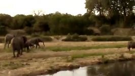 بوفالو در برابر فیل  بوفالو بچه اش را دست فیل عظیم الجثه نجات می دهد 