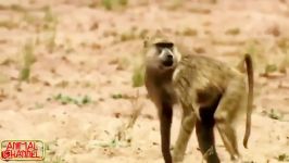 میمون قهرمان غزال را دست یوزپلنگ نجات می دهد جالب دیدنی