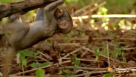 شکار بی رحمانه پلنگ  شکار میمون جوان توسط پلنگ جوان