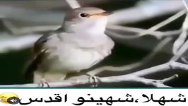 شهلا شینو اقدس