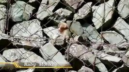 بچه میمون باحال  monkey