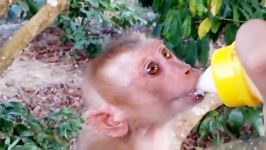 شیر خوردن بچه میمون باحال  monkey