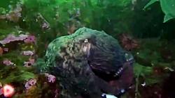 حیوانات شگفت انگیز . این قسمت اختاپوس غول پیکر اقیانوس آرام