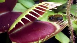 VENUS FLYTRAP JAWS OF DOOM   2016 pilation