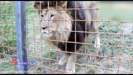 حمله مرگبار شیر به صاحبش در درون قفس