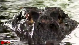 نجات آرمادیلونوعی حیوانا گورکن آرواره های کروکودیل توسط پلنگ