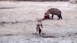 نبرد بزرگ  شیر مقابل کفتار مقابل سگ های وحشی