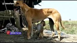 مادری کردن یک سگ برای بچه میمون  شیر دادن یک سگ به میمون