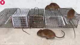 تله موش 100 کارآمد نوع چهار  Mouse Trap 4  هدیه کانال عیدالزهرا آپارات فول HD