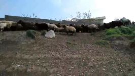 روستای ناندل Nandal Village