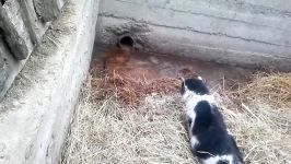 شکار برق آسای بچه موش توسط گربه