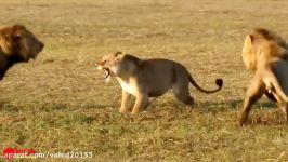 شگفت انگیزترین جنگ نبرد شیرها در حیات وحش