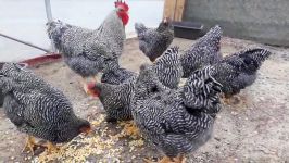 Amrock chicken 30 11 2018امروک