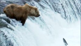 هنرنمایی خرس در شکار ماهی سالمون ماهی آزاد در رودخانه