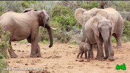 کتک زدن فیل کوچولو توسط فیل بالغ +واکنش جالب فیل کوچولو