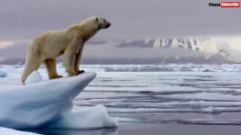 تصاویر خیره کننده خرس های قطبی  خرس قطبی به دنبال شکار توله ها