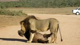 شکار 2 بوفالو توسط شیر در حیات وحش آفریقا