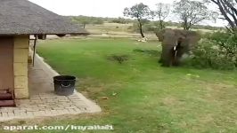 فیل شعور آشغال را در سطل می اندازد
