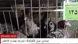 مرغ خروس مرندی چیل کوکو نسل مزرعه بهشت فاطمی