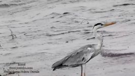 Nature and Trees Birds   Grey Heron