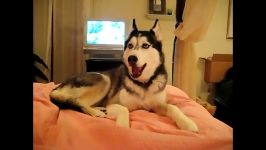 Husky Dog Talking   I love you .flv