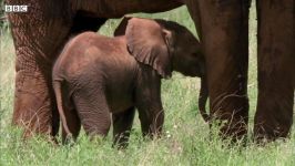 بیهوش کردن فیل  آیا فیل مادر روی فیل کوچولو سقوط می کند؟