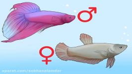 تشخیص جنسیت ماهی فایتربتا