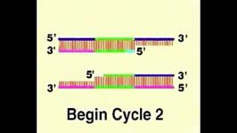 pcr