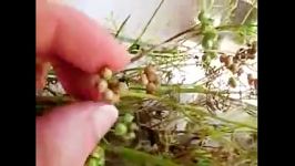 coriander seed گشنیز