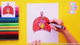 How to draw human lungs