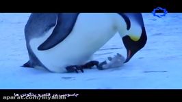 پنگوئن ها؛ ناراحتی پنگوئن ماده مرگ فرزندش