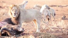 نبرد گروهی کفتارها شیرها در حیات وحش