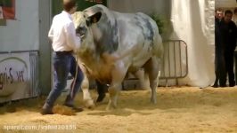 غول پیکر ترین گاو دنیا ۱تن وزن حتماااااا ببینید