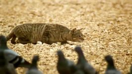 شکار ماهرانه برق آسای پرنده توسط گربه وحشی