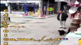 قدرت درصدای بلندوهارت وهورت نیستقدرت درشهامت ودل شجاعه مثل گربه هاشیردل باش